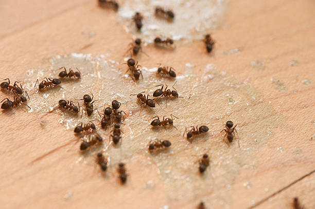 Insect Control in Roselle Park, NJ