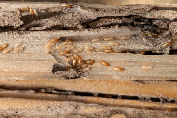 Professional Pest Control in Roselle Park, NJ
